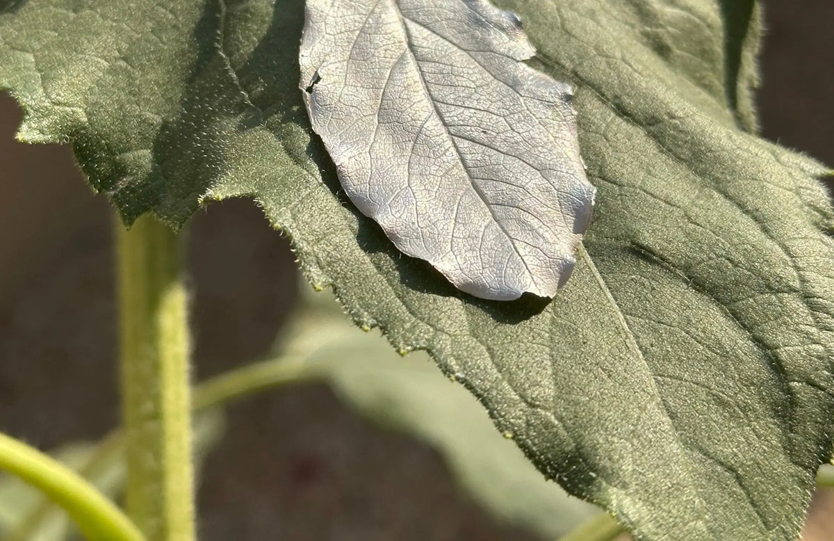 Sustainable Silver Jewelry Inspired by Nature is our latest collection of “Nature’s Impressions” designs in pure silver using metal clay and are handmade in Dubai by The Big Little Shop